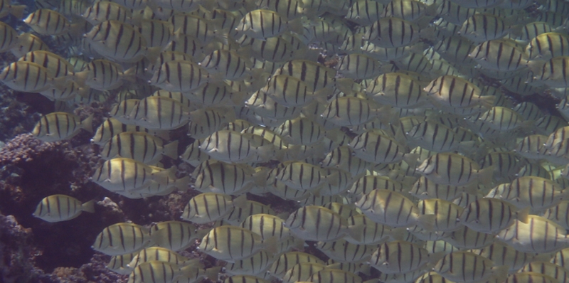 �}�}�ɂȂ�O�̍Ō�̃T�v���b�D���T�v���I�yNINCaL�i�j���J���j�z
���T�C�g